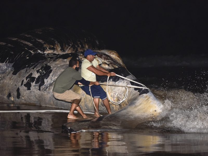 Baleia - Praia Brava - 01-08-2020-9