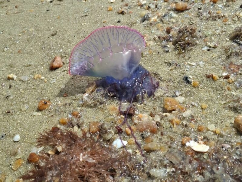 Imagem do WhatsApp de 2024-12-12 à(s) 09.44.54_d142d2db