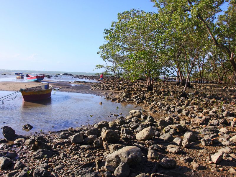 Mangue de pedra Rasa (53)