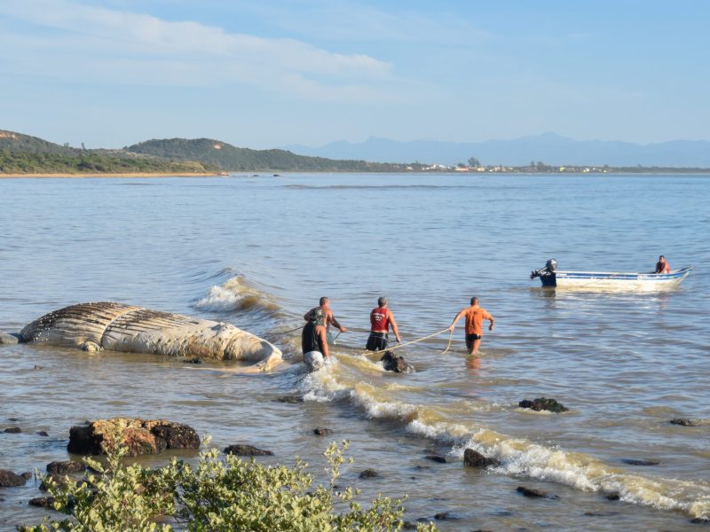 Retirada-da-Baleia-Mangue-de-Pedra-13-07-2020-18