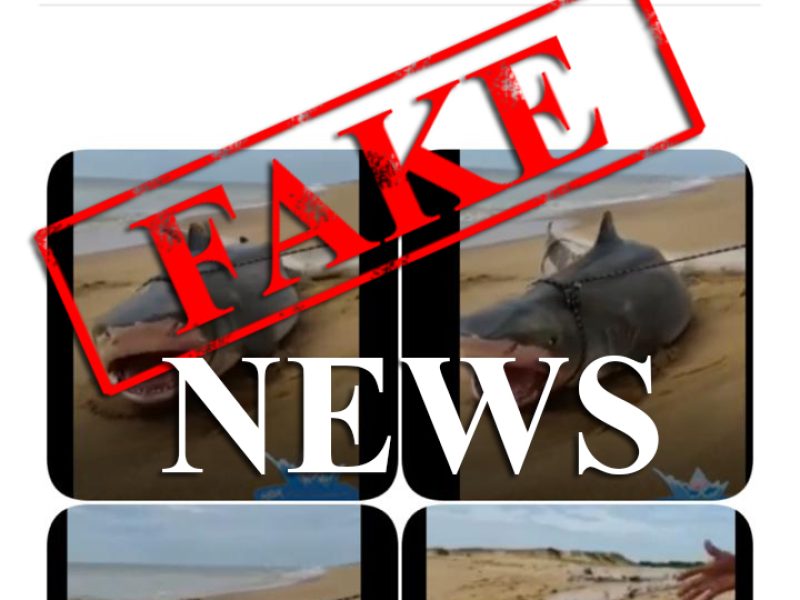 Fake News Tubarão