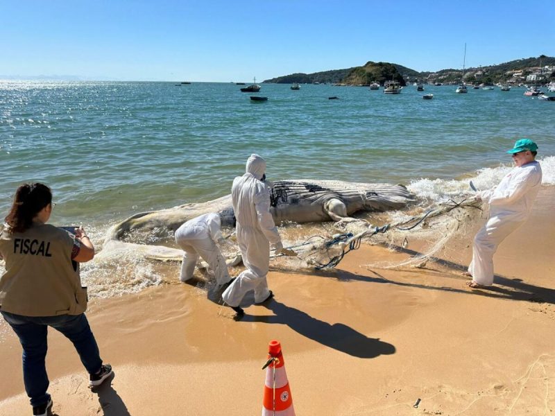 WhatsApp Image 2024-06-15 at 15.41.38