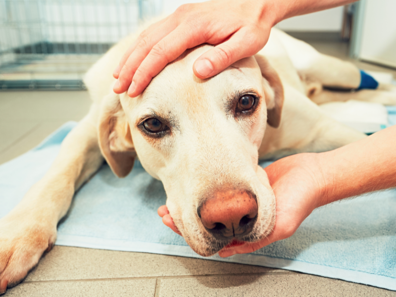 castracao-de-cachorros
