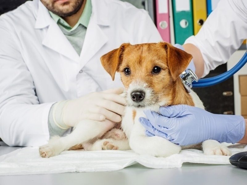 main_agenda-cachorros